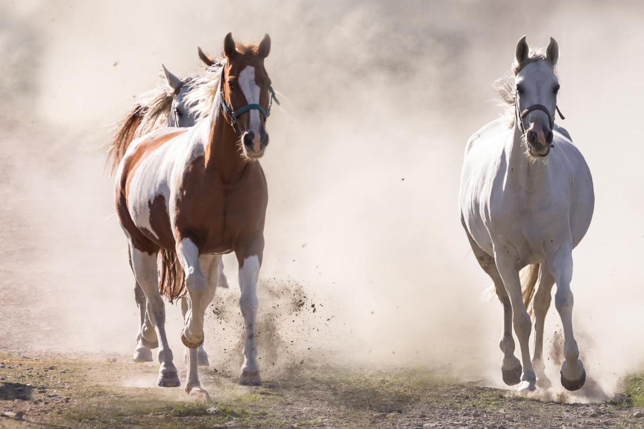 Ranchhouse Bubble - Westernstable - Horse エルターライン エクステリア 写真
